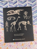 Vintage 1972 The Skeleton Book: An Inside Look at Animals Softcover