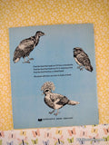Vintage 1973 A First Look at Birds TJ3152 Scholastic Softcover