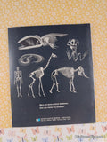 Vintage 1975 1st Printing The Skeleton Book TJ2906 Scholastic Softcover, Like New