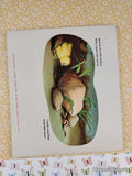 Vintage 1971 1st Printing The Chicken Book TJ2004 Scholastic Softcover