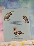 Vintage 1975 1st Printing A First Look at Birds TJ3152 Scholastic Softcover, Like New