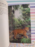 Vintage 1997 Animorphs #11: The Forgotten Scholastic Softcover, Like New